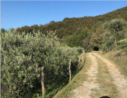 Camminata tra gli Olivi - 9^ Giornata Nazionale Camminata tra gli Olivi - 9^ Giornata Nazionale