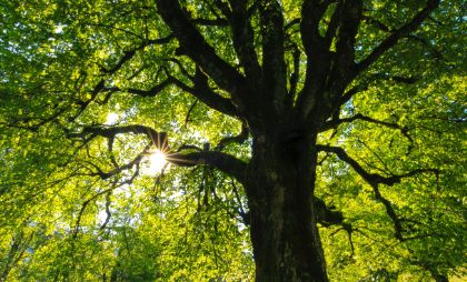 Grandi Alberi