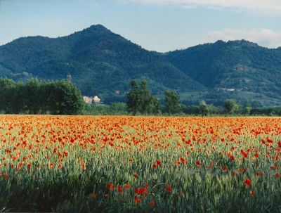 Paesaggio con papaveri