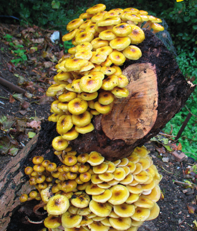 Funghi