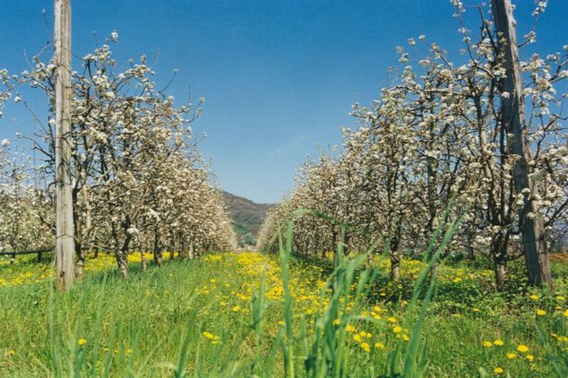 Frutteto in fiore (Gianluca Mastrangelo)