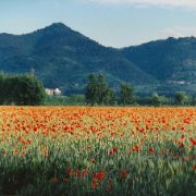 Paesaggio con papaveri