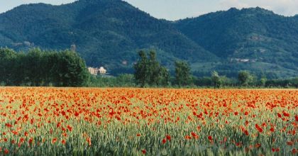 Paesaggio con papaveri